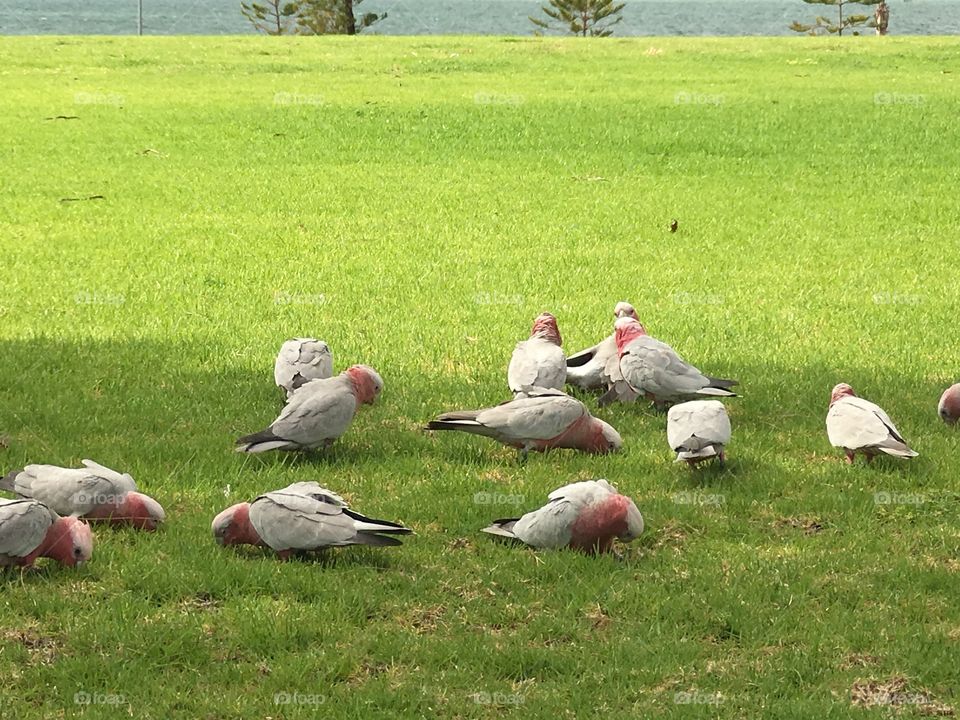 Flock of wild pink galah parrots feeding in grass, south Australia 