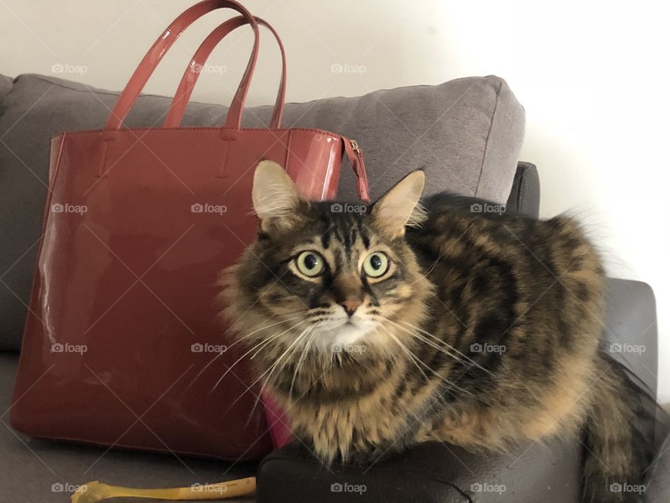 Cat and  bag 