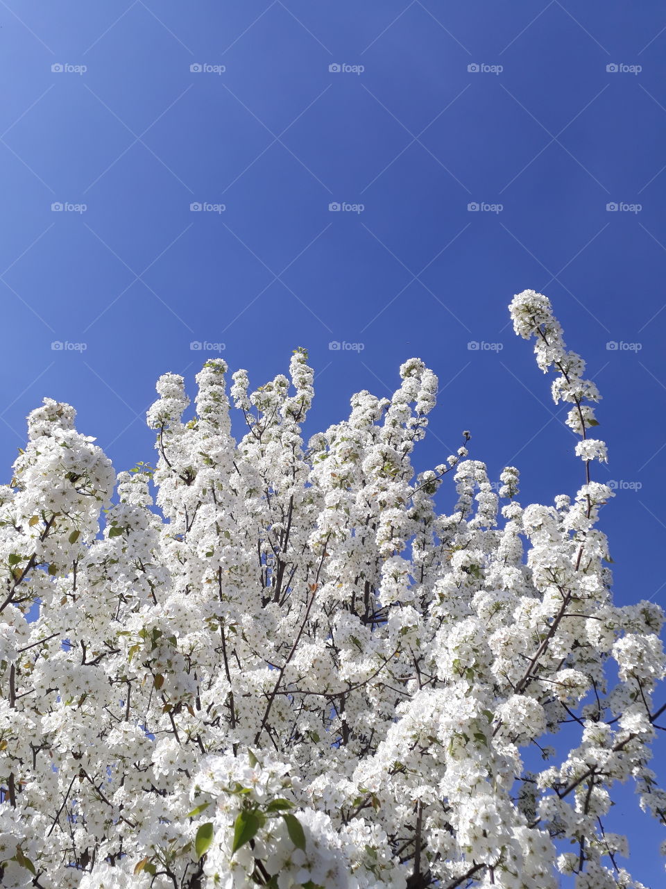 white flowers blue sky