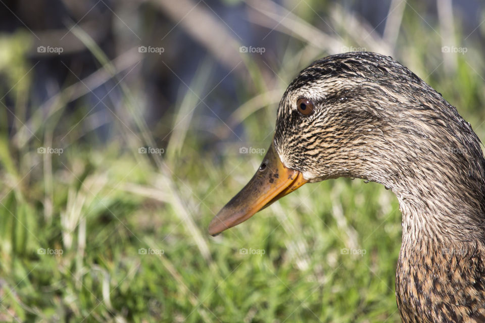 Mallard duck female head  , close- up .
Gräsand hona närbild huvud 
