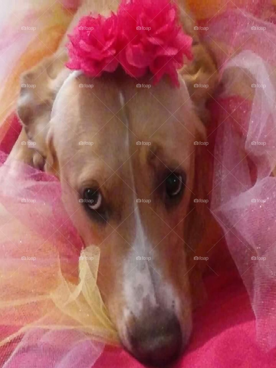 Pet Accessories modeling