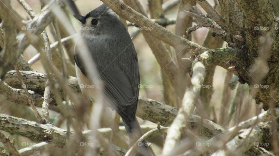 Tufted Titmouse