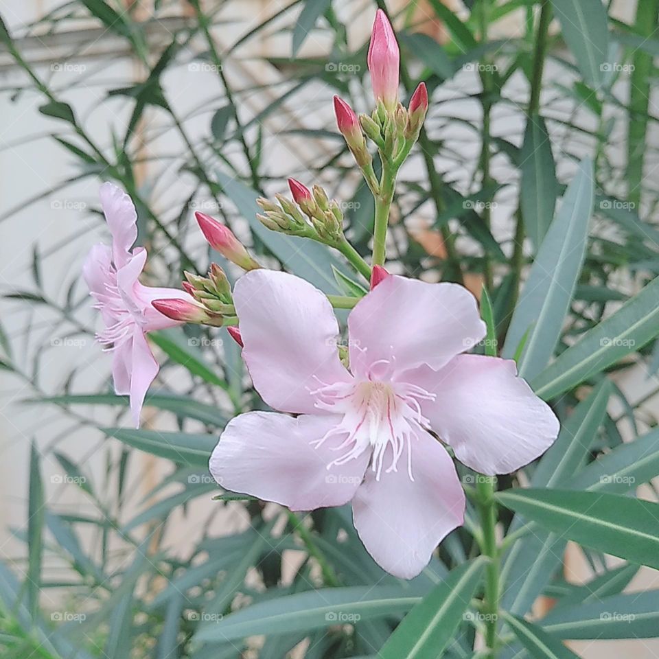 Light pink oleander flower