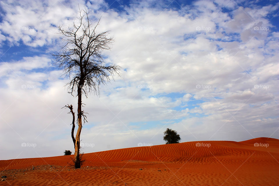 Tree in the Desert, Oman