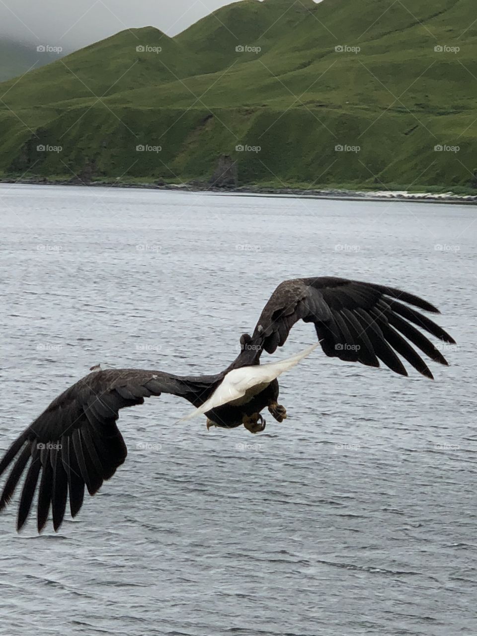 Bald eagle taking off in Alaska 