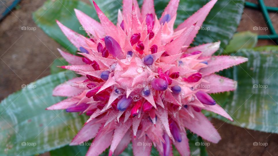 Essa é uma planta exótica muito bonita que desconheço o nome. Muitas cores na mesma flor e pétalas grossas suaves e muito diferentes.