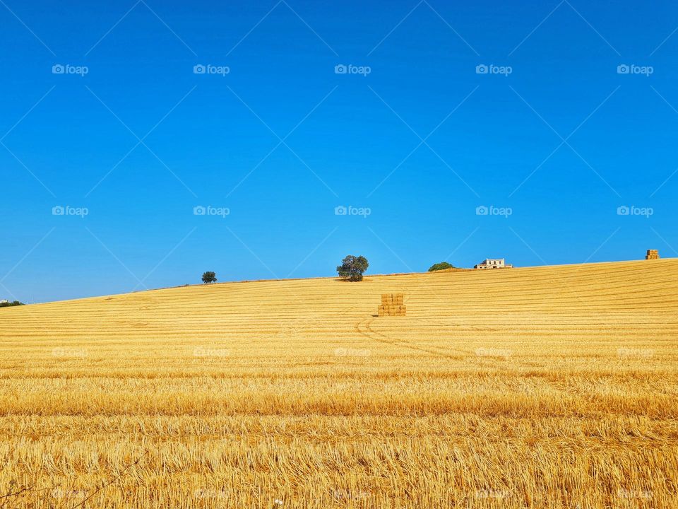 minimalist photo of a harvested wheat field and blue sky