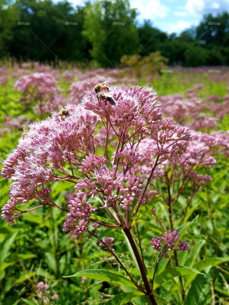 flowers and bees