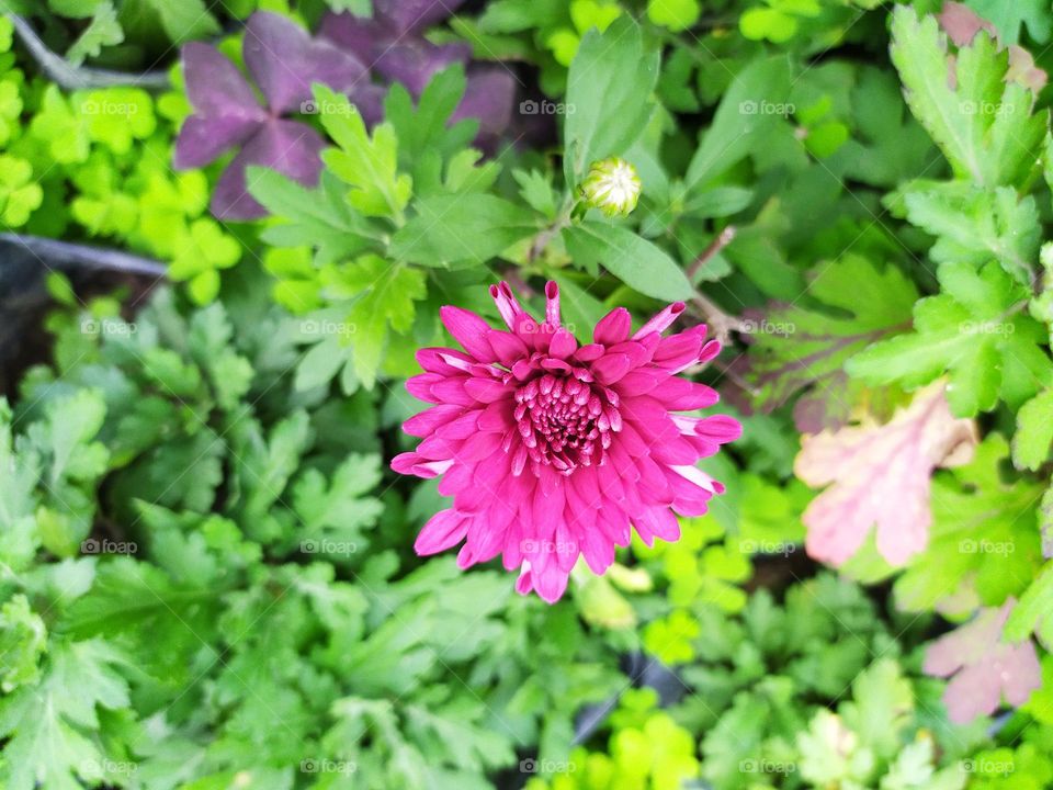 lovely pink dark pink flower