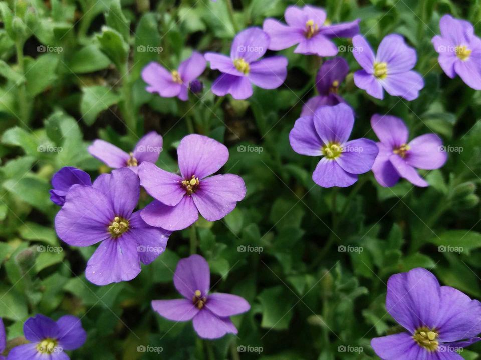 purple spring flowers