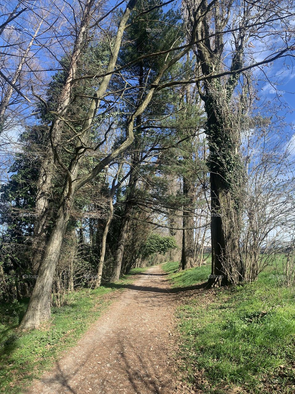 Suggestive country road between two rows of poplars and ronie, majestic in the spring season