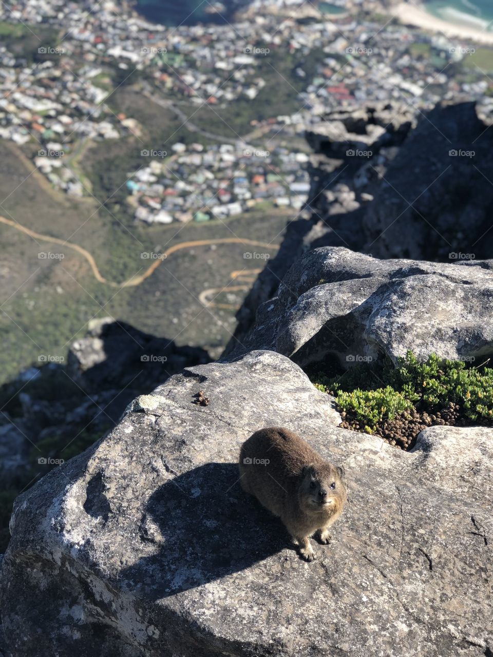 Animals in Cape Town