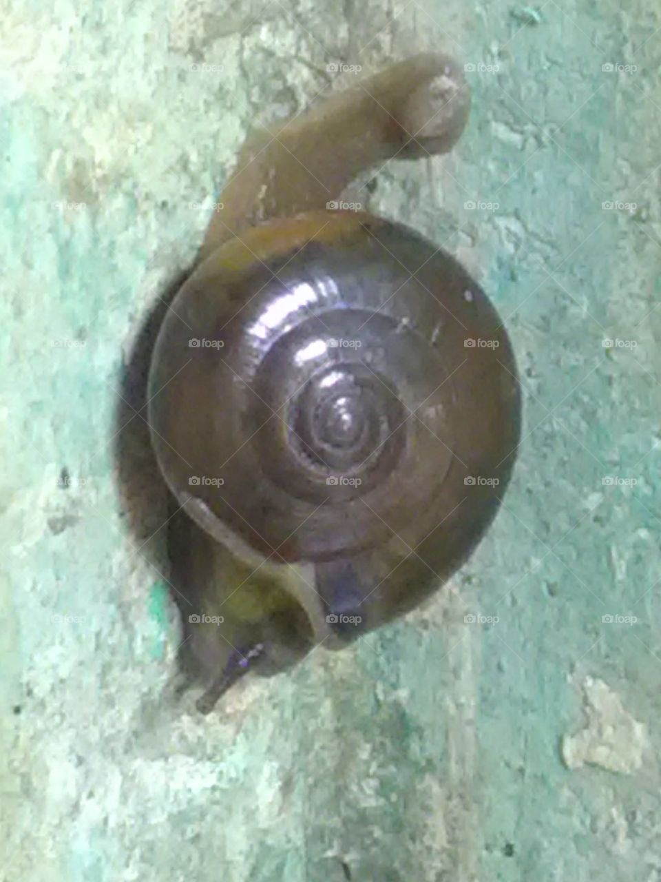 Because of the very beautiful, simple and peaceful nature of the creatures, this number of animals is increasing.snail.