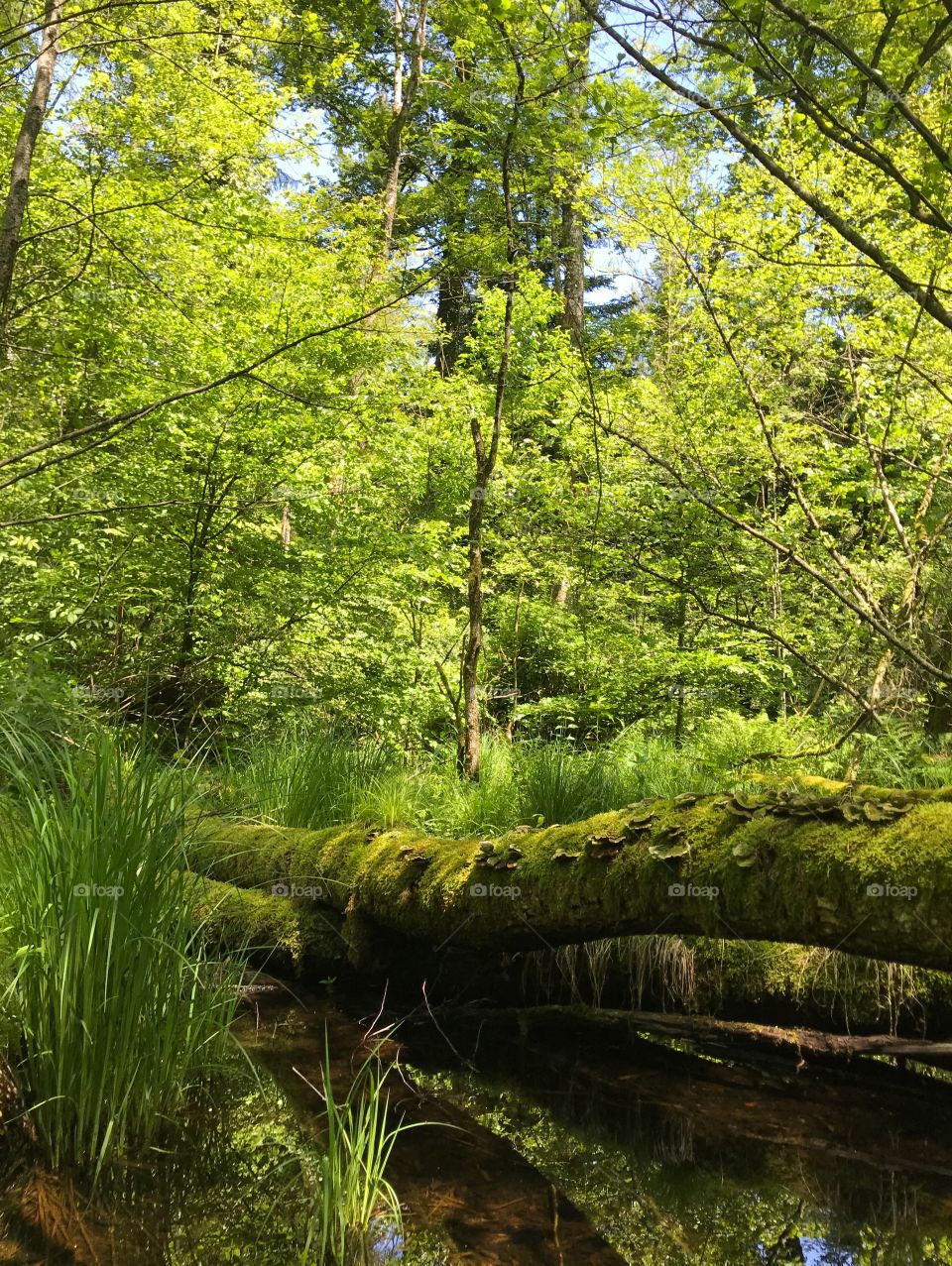 Dägimoos Wangen an der Aare 