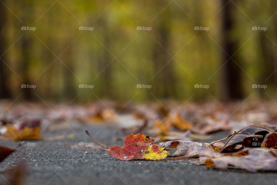 Leaves of the forest land on the greenway. 