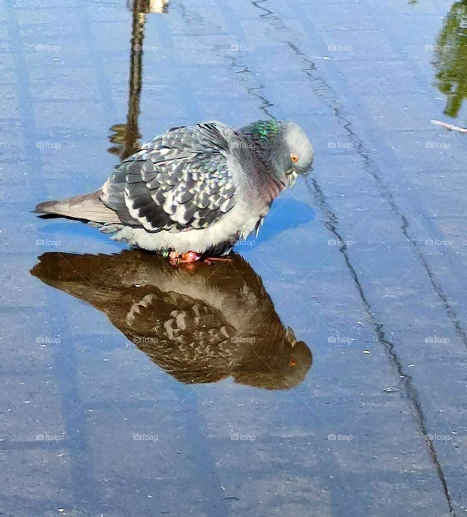 Surprise.  A dove stands in a puddle and looks at its reflection with astonishment