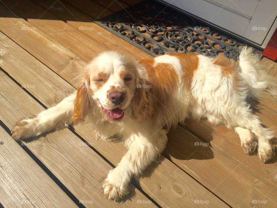 Smiling Coco in The Sun ☀️☀️