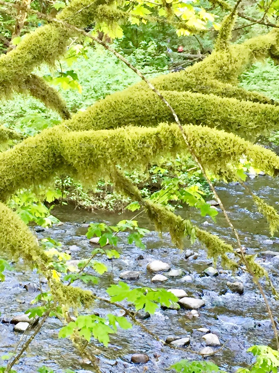 Mossy Branch 