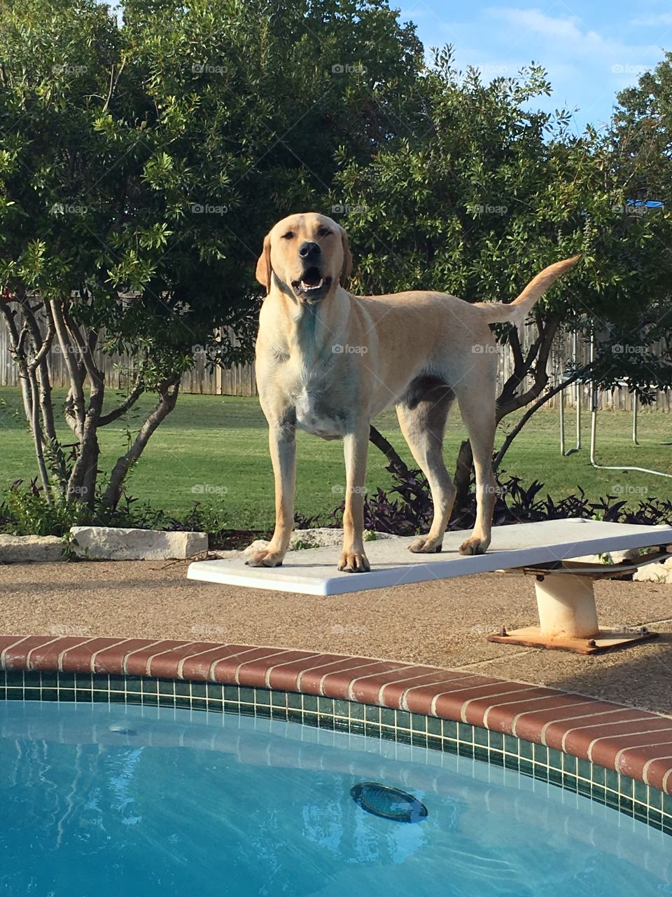 Labrador on diving board 