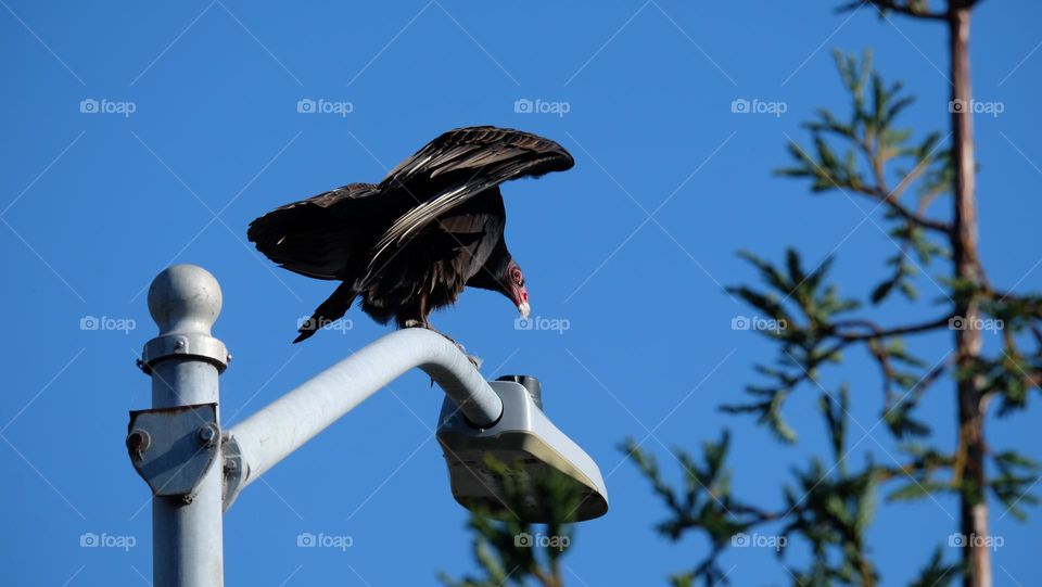 Vulture on a street light.