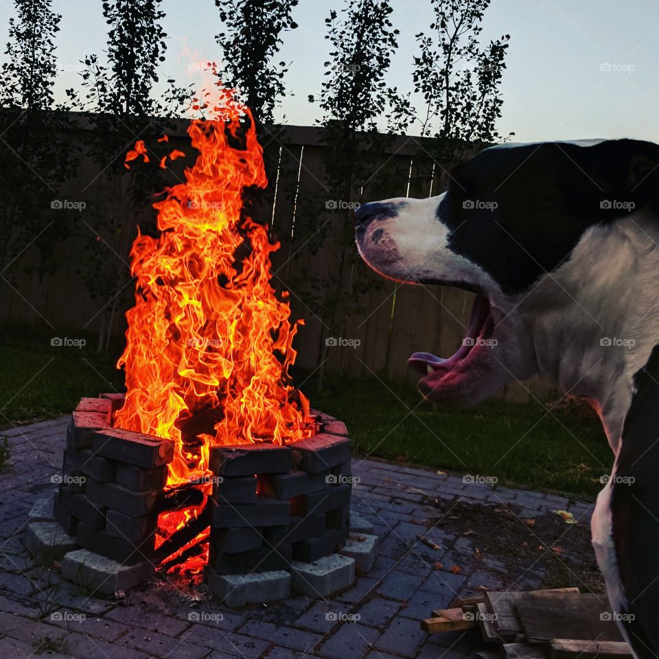 evening fire with my pup