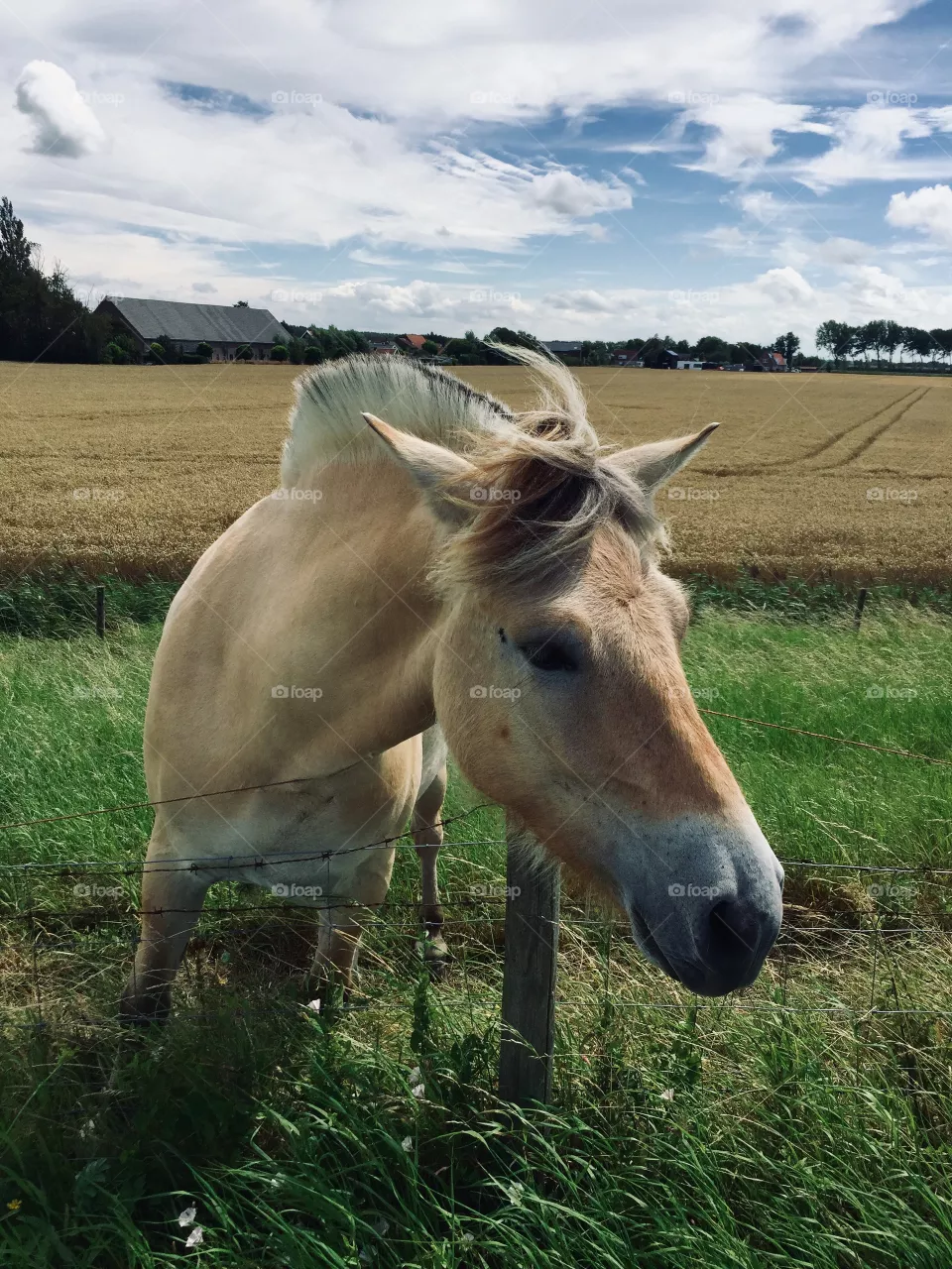 Horse