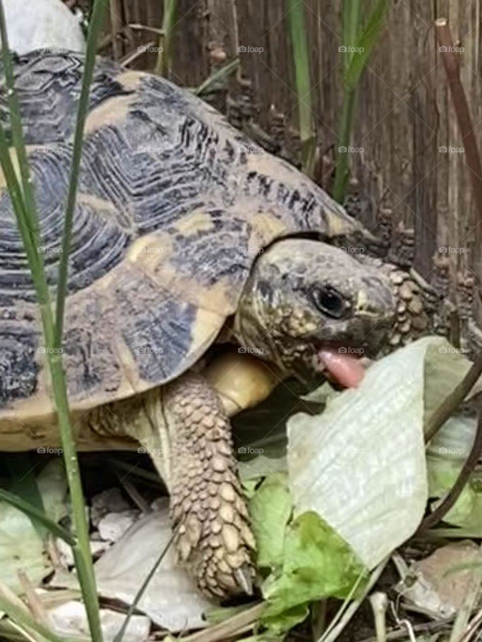 Tartaruga
