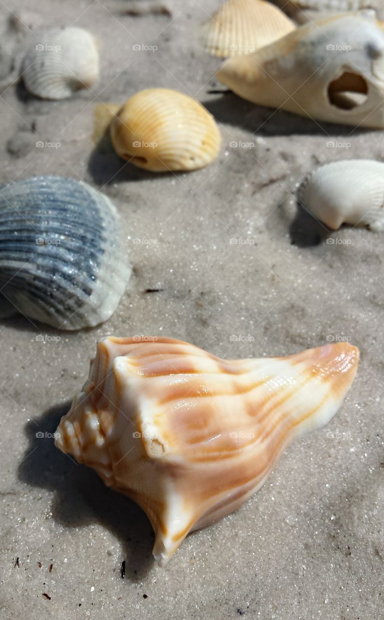 Shells on Beach / closeup of shell / seashells