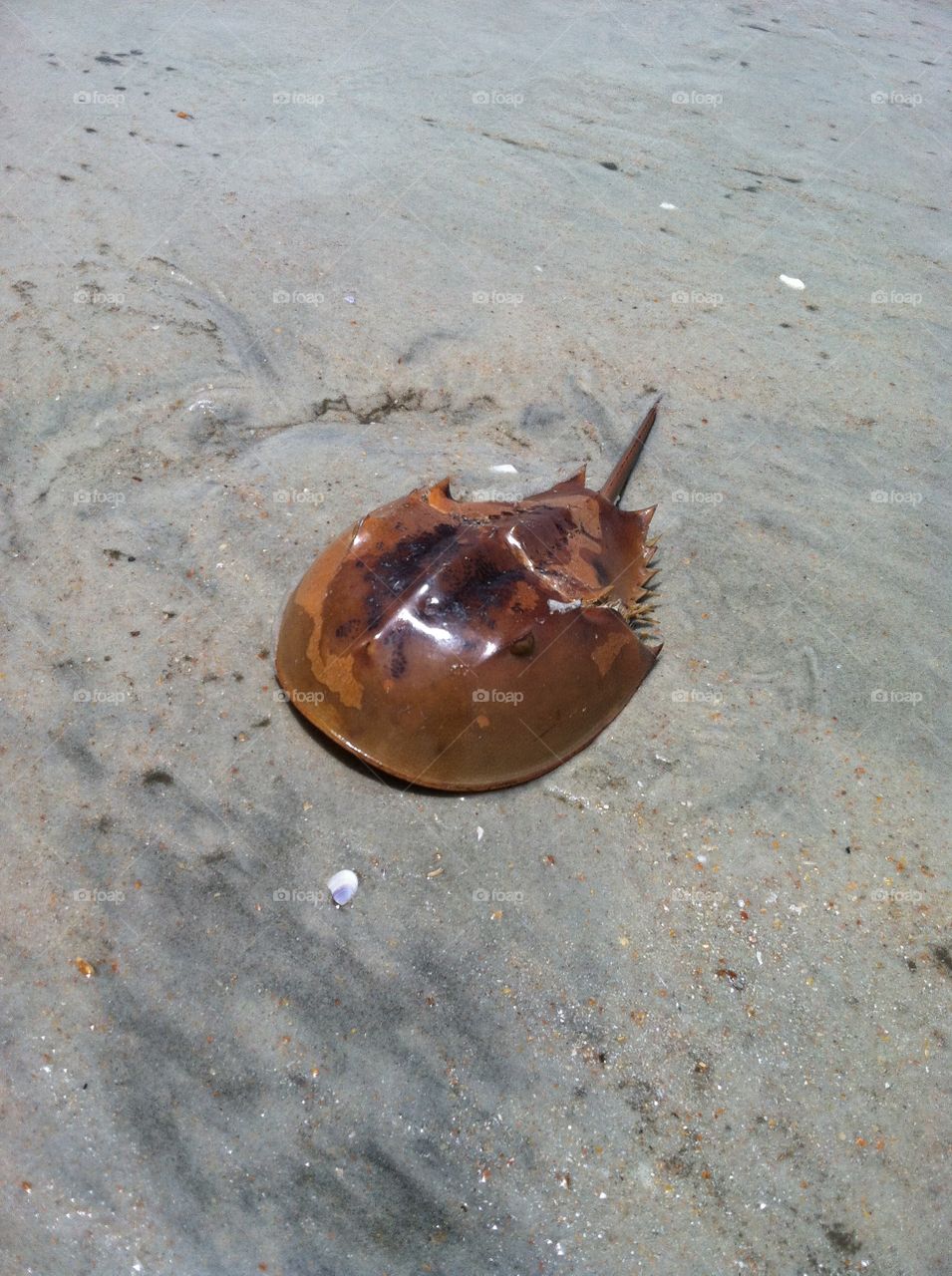 Horseshoe crab . Horseshoe crab that awakes up on shore 