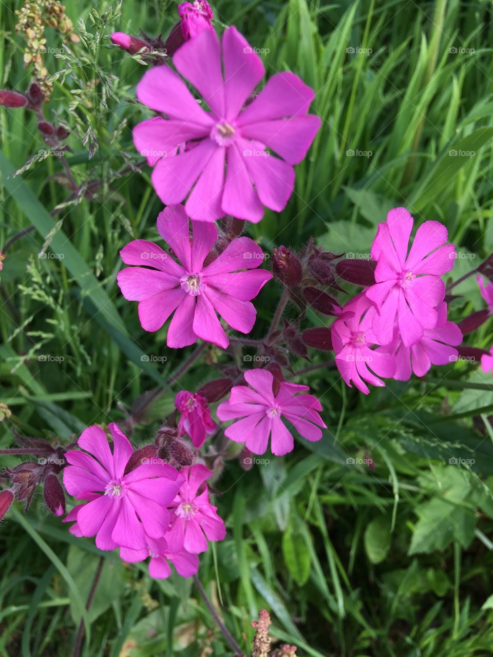 Purple flowers in full bloom, beautiful petals against deep green grass on the North Devon Coastal path. 