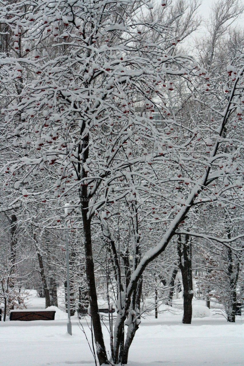 Winter trees