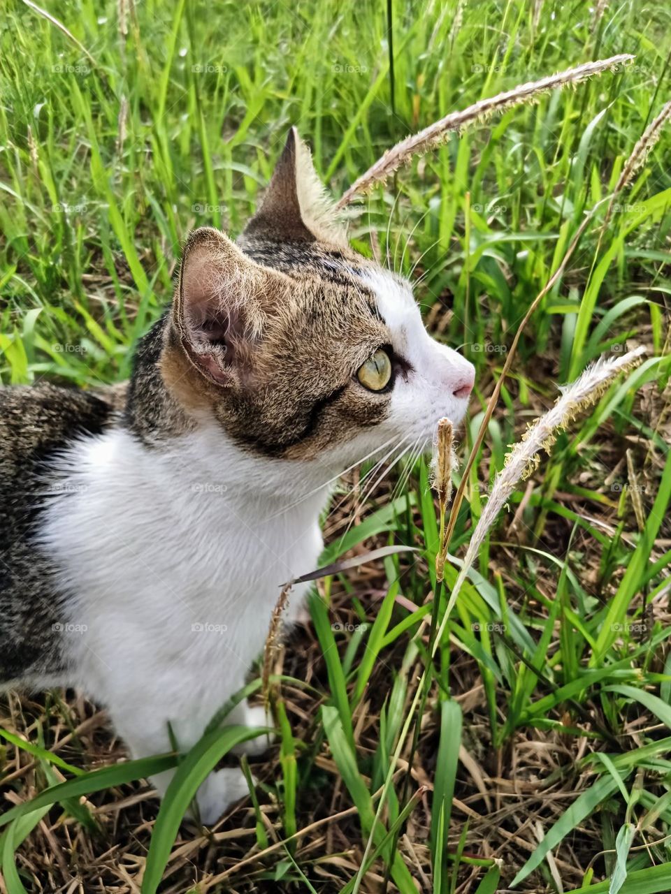 A cute cat among among the lalang grasses.