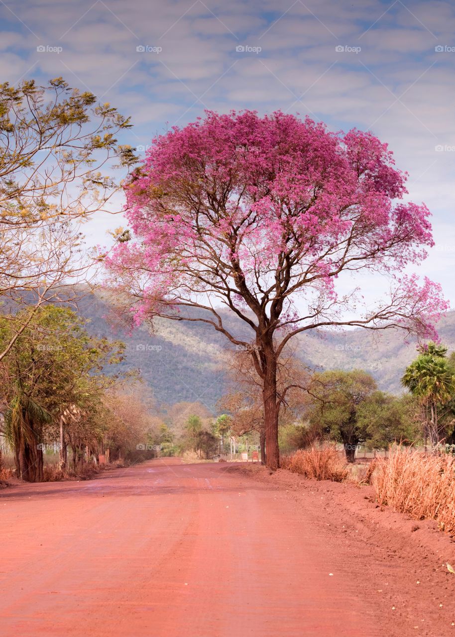 Ipê Rosa na estrada