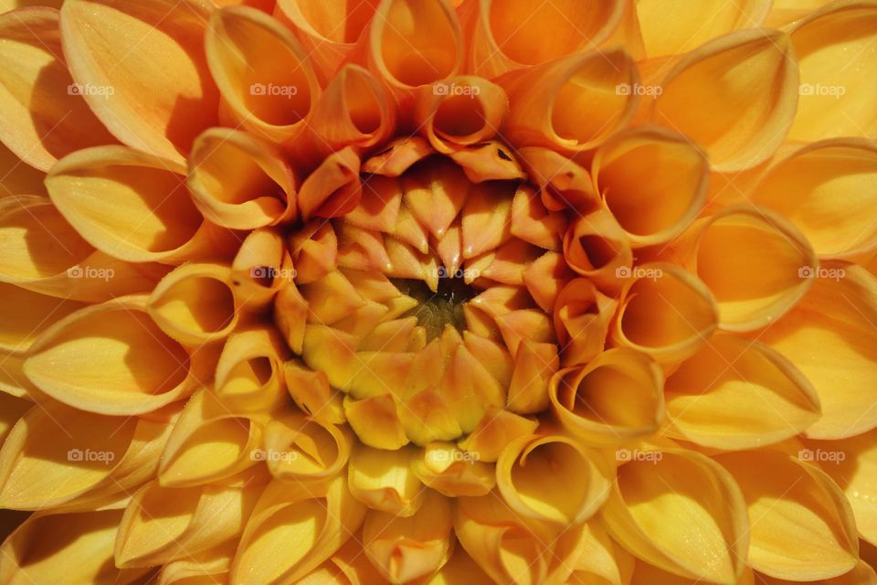 Close-up of dahlia