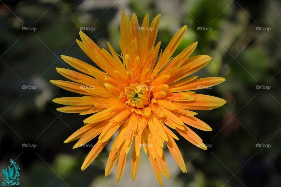 yellow nature flower macro by mitrabhanubal