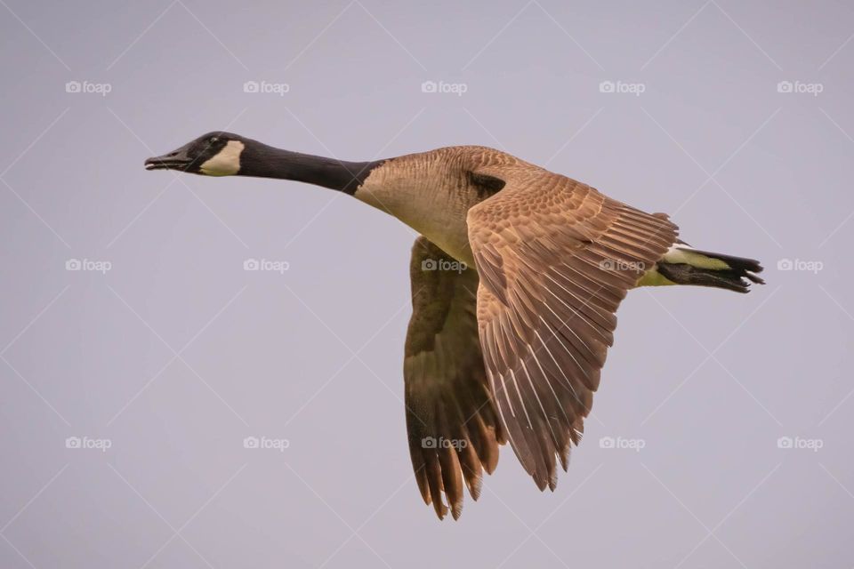 A Canada goose heading to the pond in the early morning. 