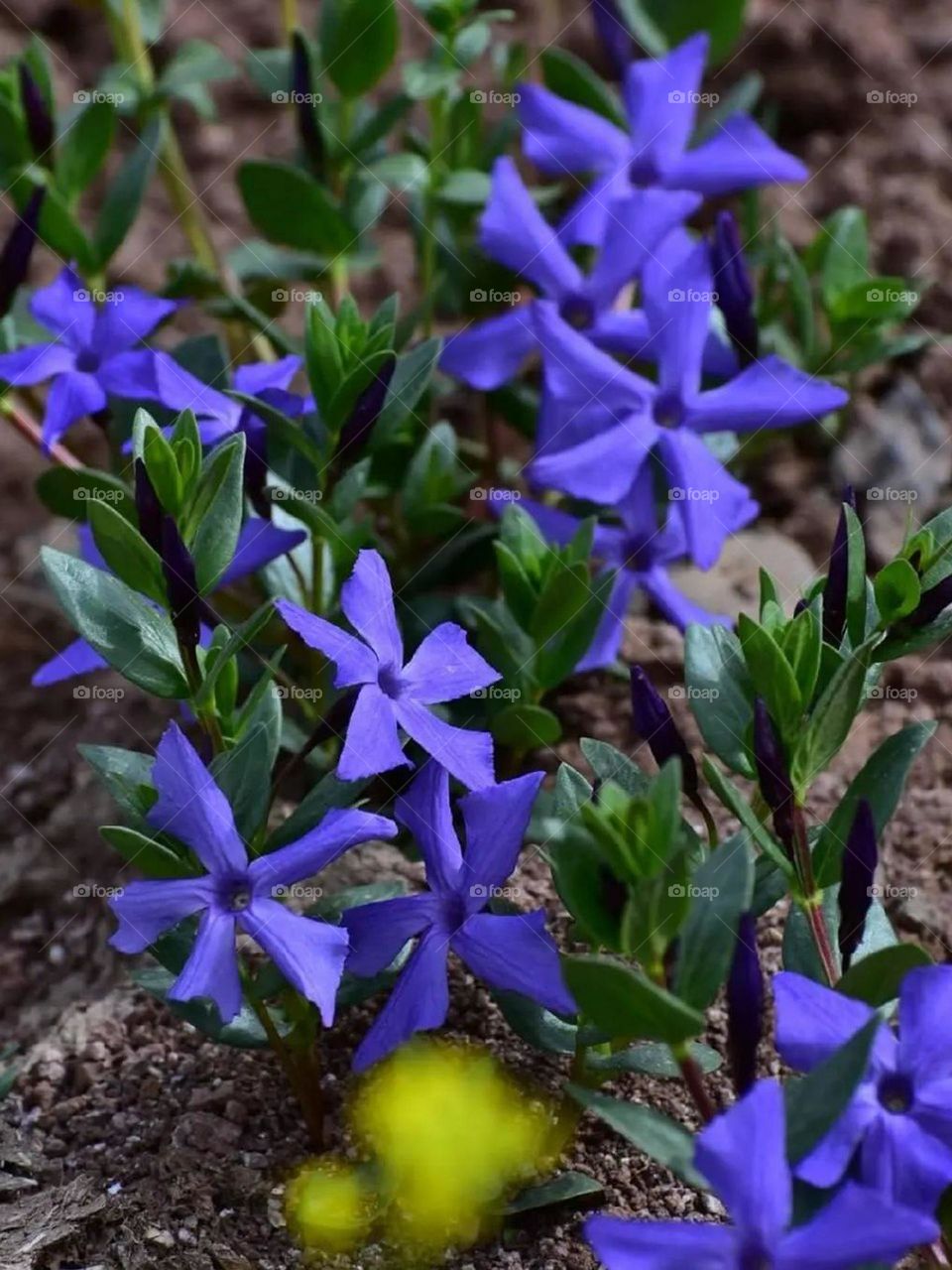 Beautiful spring blue flowers are a symbol of wisdom, patience, peace and spirituality, and in spring, which is the beginning of creation, they become more meaningful and have a more beautiful effect.