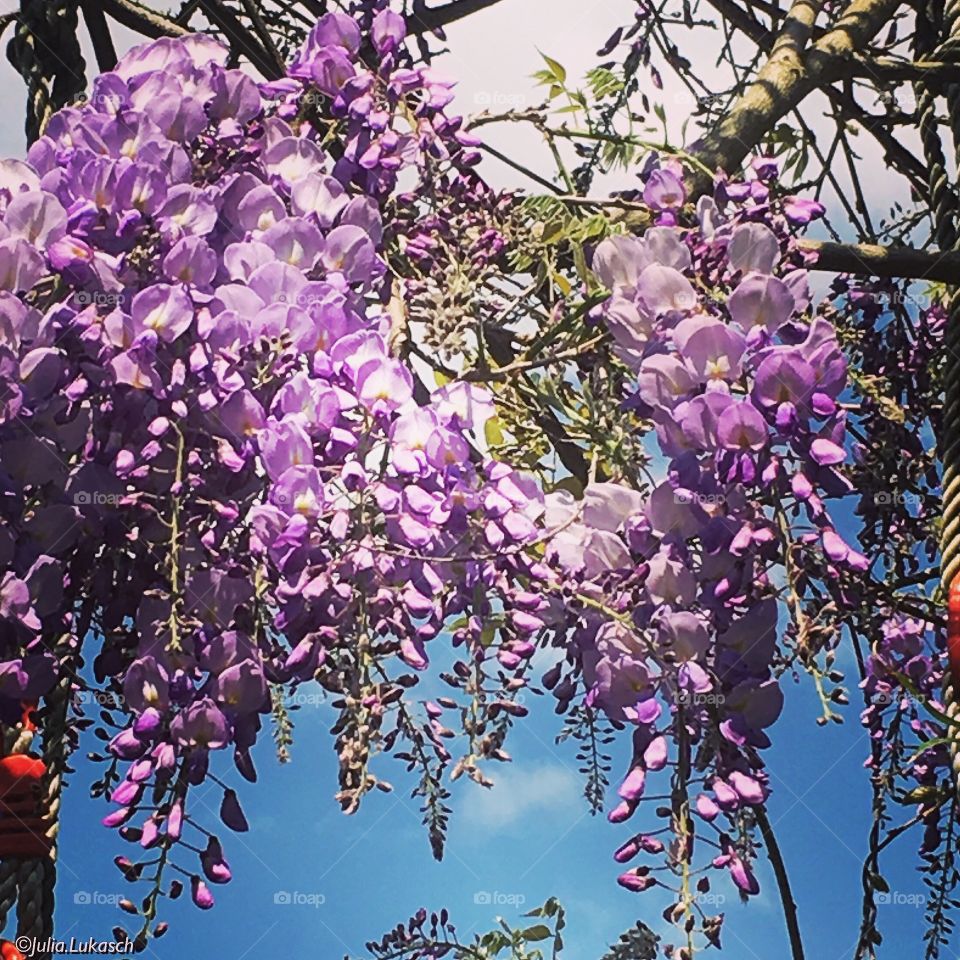 Purple flowers on branch