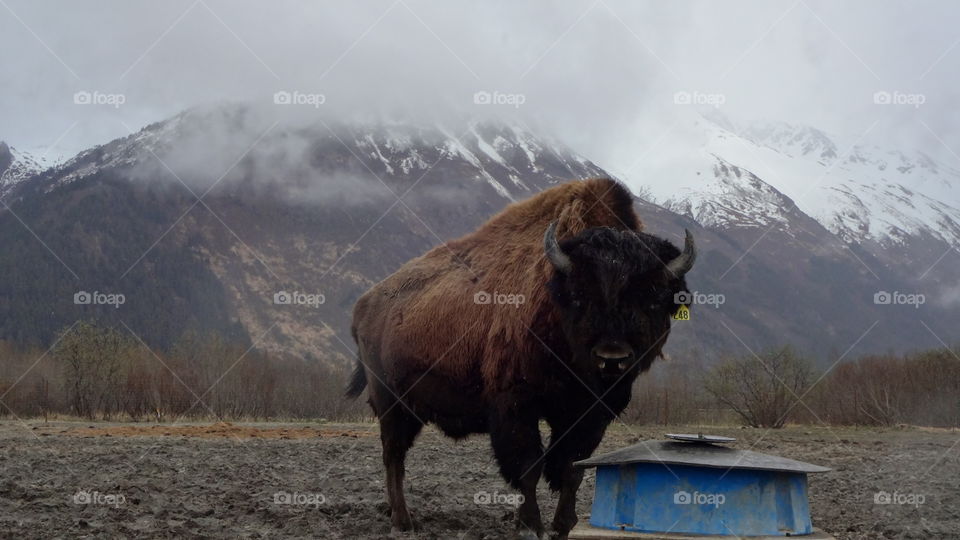 Bison in Alaska