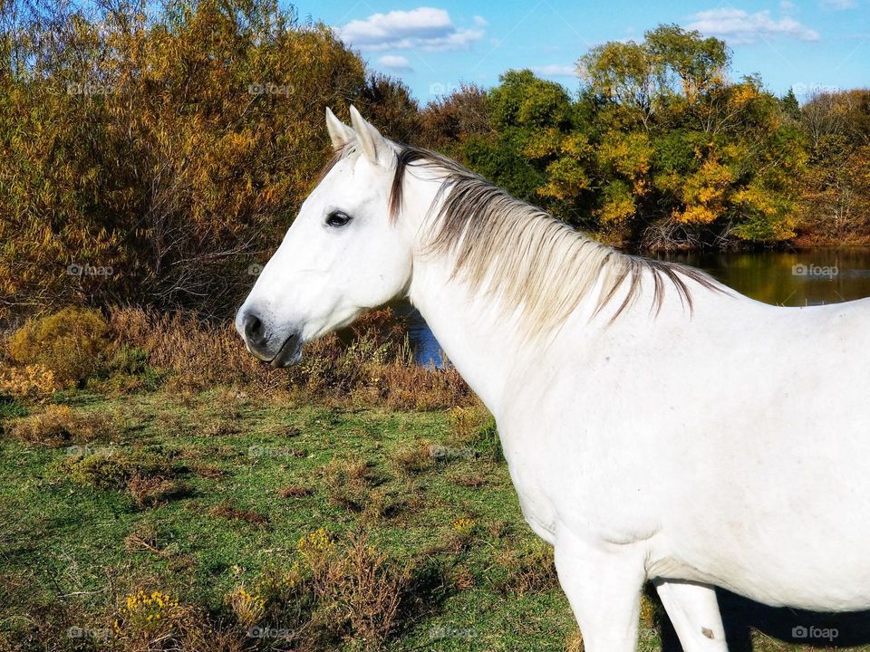 Quarter Horse Standing in a pasture in Fall
