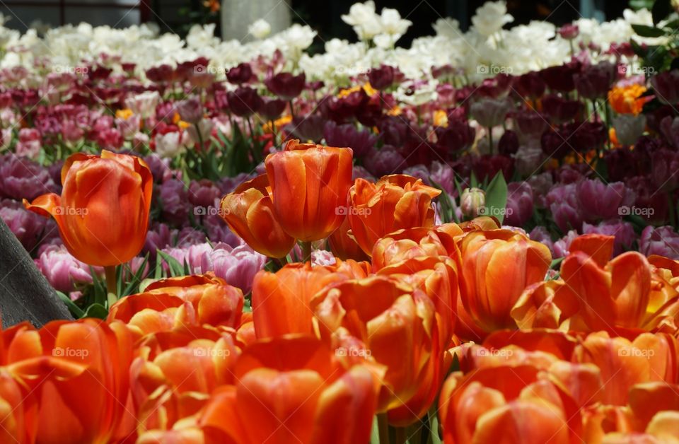 Orange tulips. Photo taken in Las Vegas