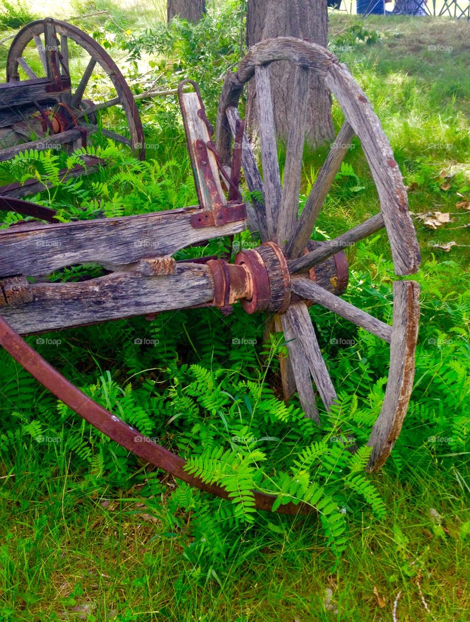 Country wagon wheel . Old wagon wheel surrounded by green growth 