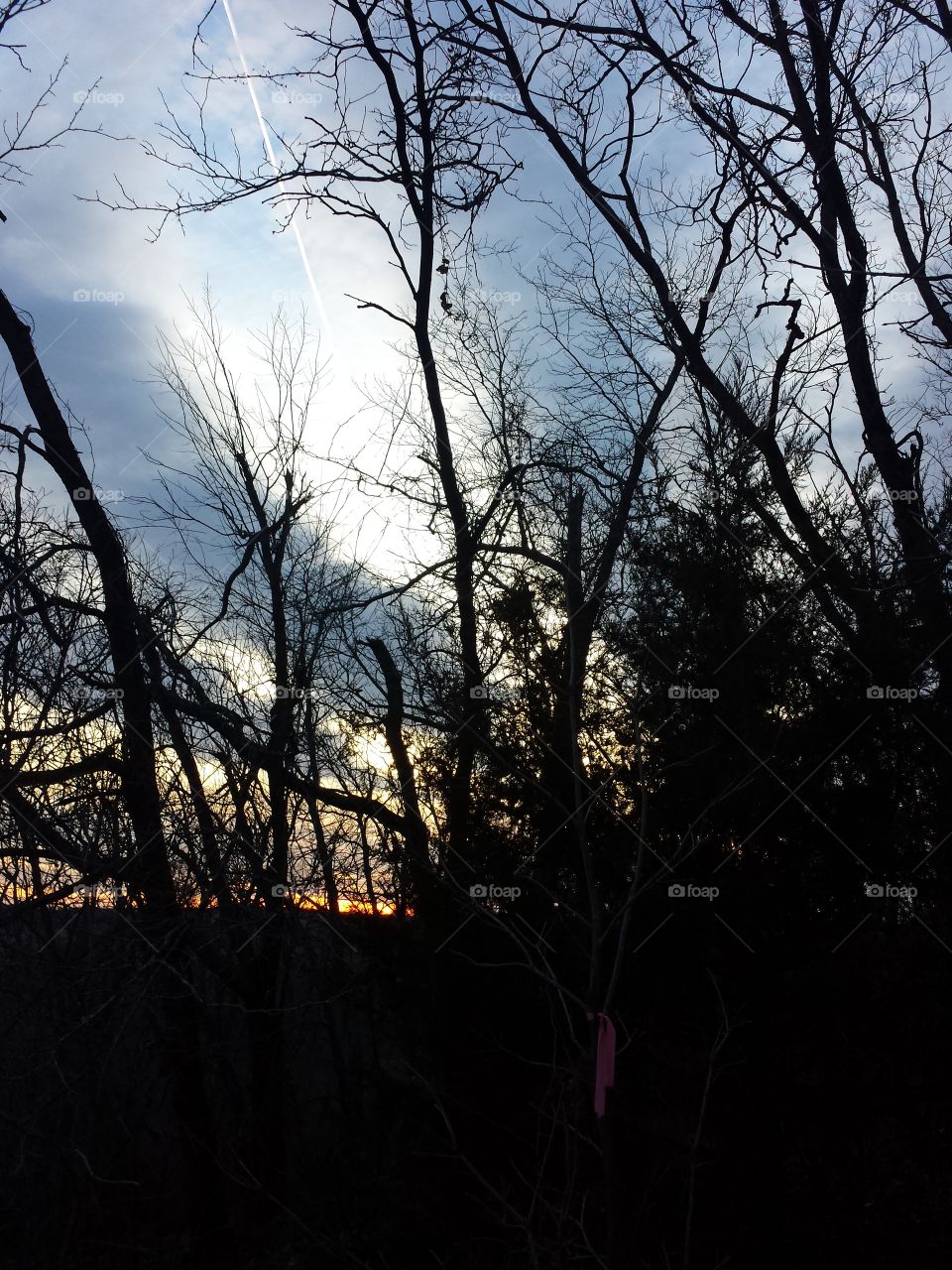 February Woodland Views