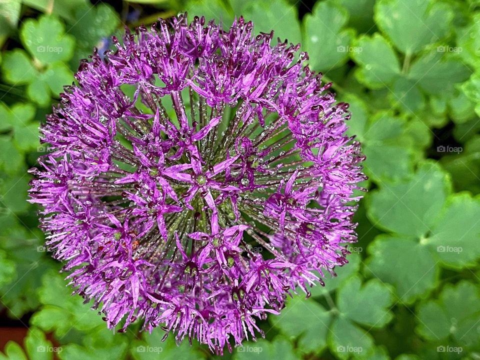 Close up view of the beautiful wet fresh purple allium round flower head 