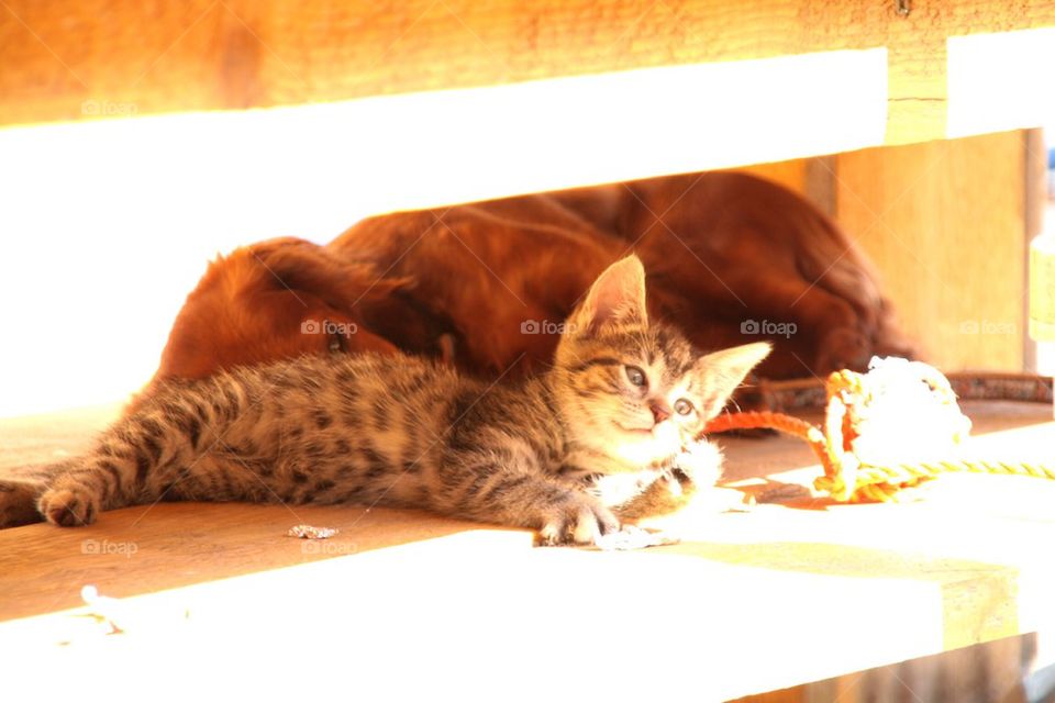 Relaxing in the Sun