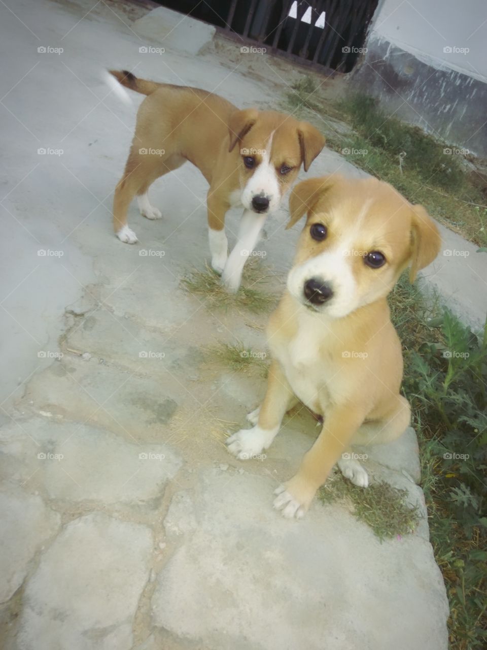 Small dogs....   Morning  time