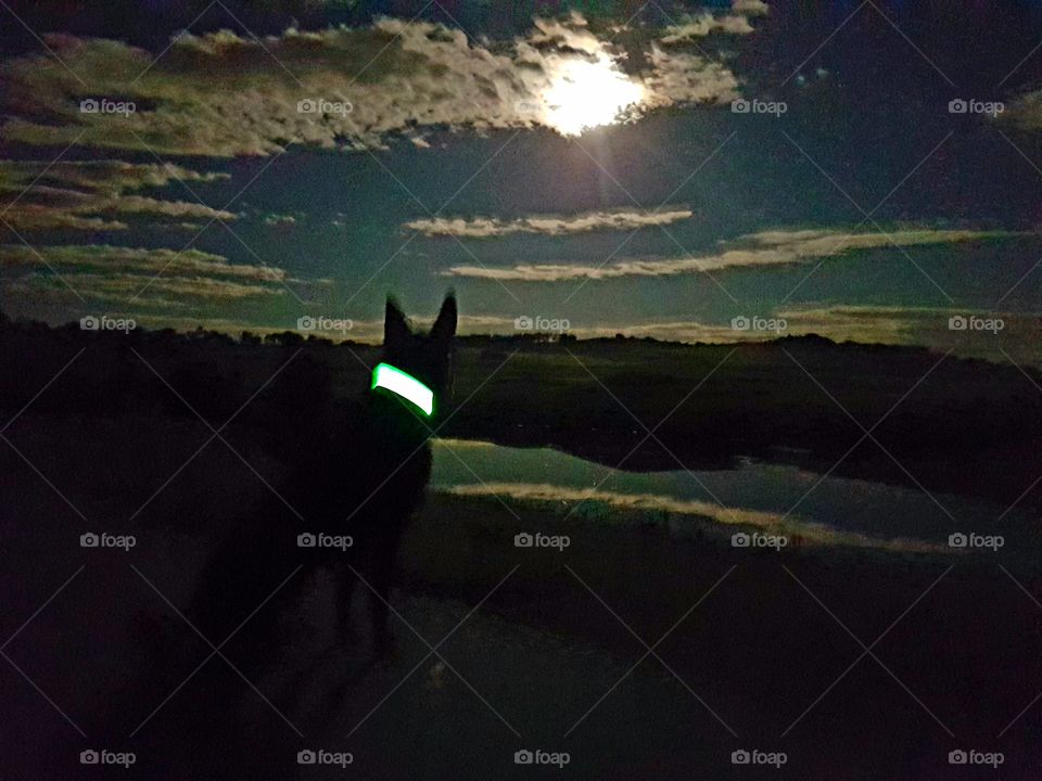 the Bear dog enjoying the full moon in his glow collar
