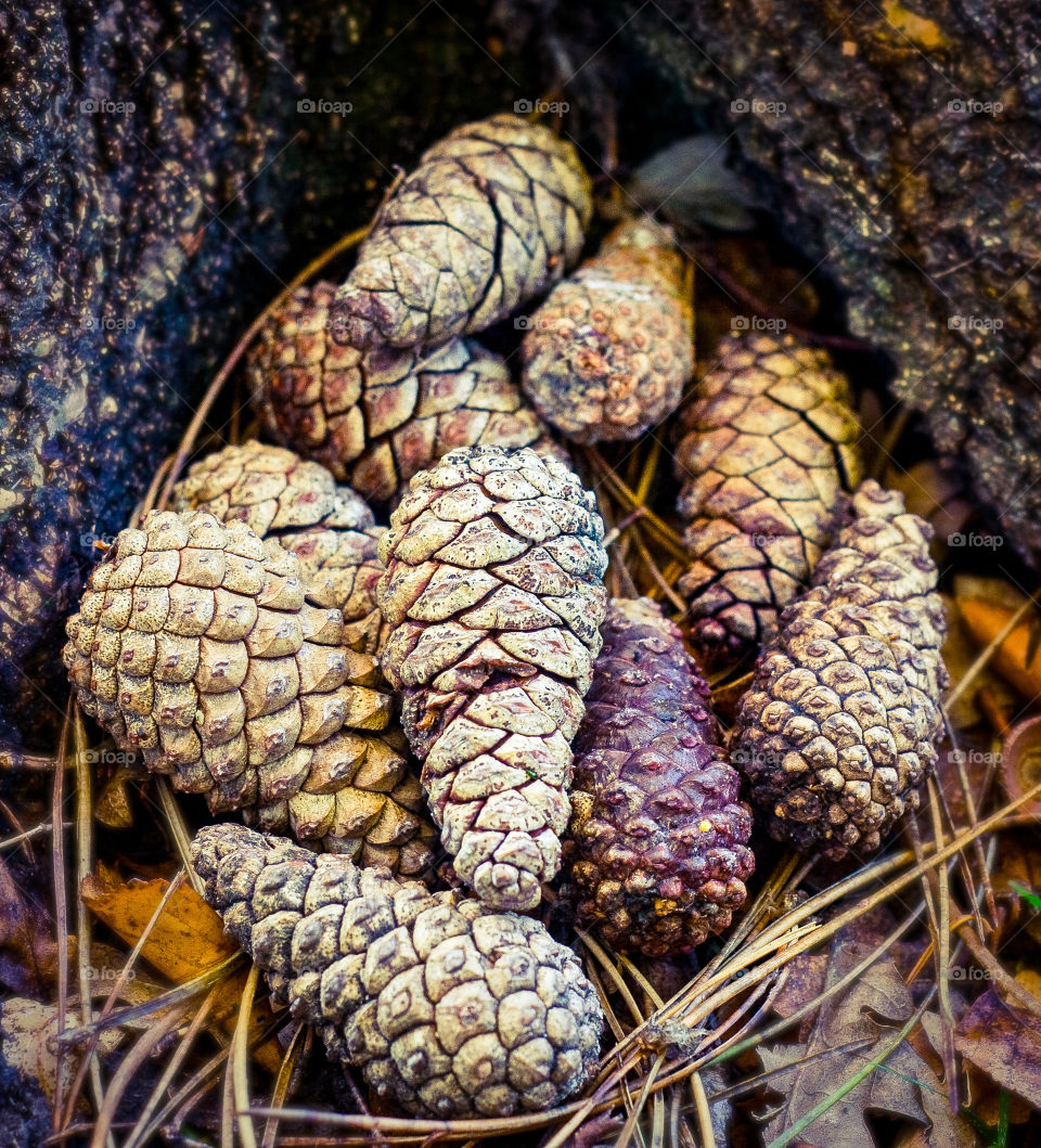 Pine cones nestled beneath a tree 