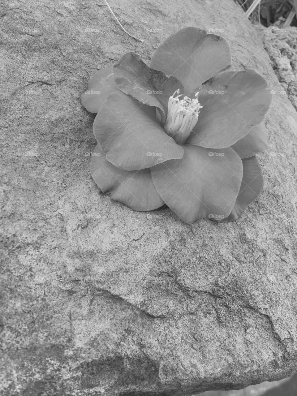 A pink flower under a black and white filter