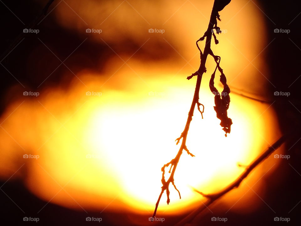 Silhouette of tree branch